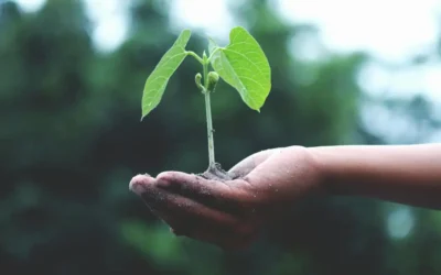 Sostenibilidad en restauración: Claves para un futuro verde